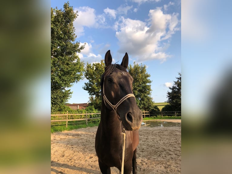 Schweres Warmblut Wałach 7 lat 172 cm Kara in Weingarten