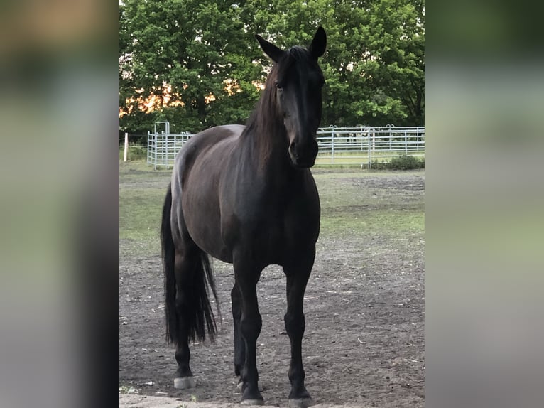 Schweres Warmblut Wałach 8 lat 160 cm Kara in Groß Kreutz