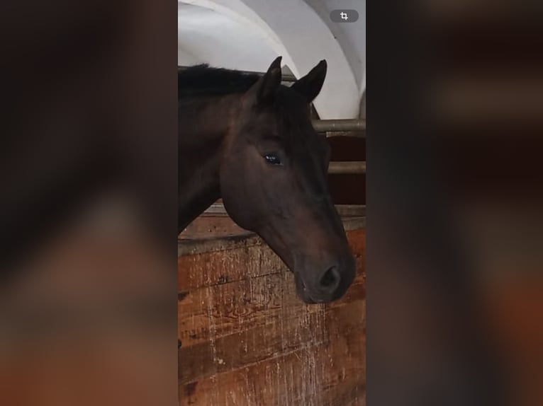 Schweres Warmblut Wałach 8 lat 162 cm Skarogniada in Triftern