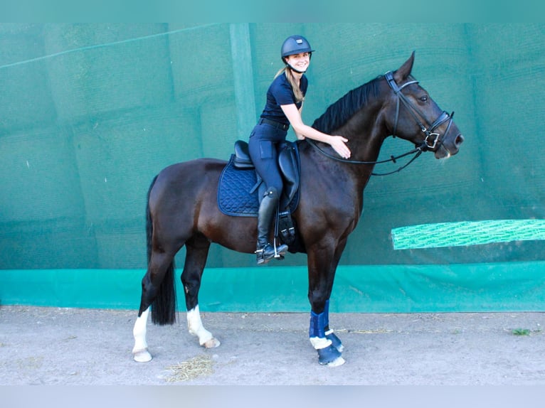 Schweres Warmblut Wałach 8 lat 163 cm Kara in Penig