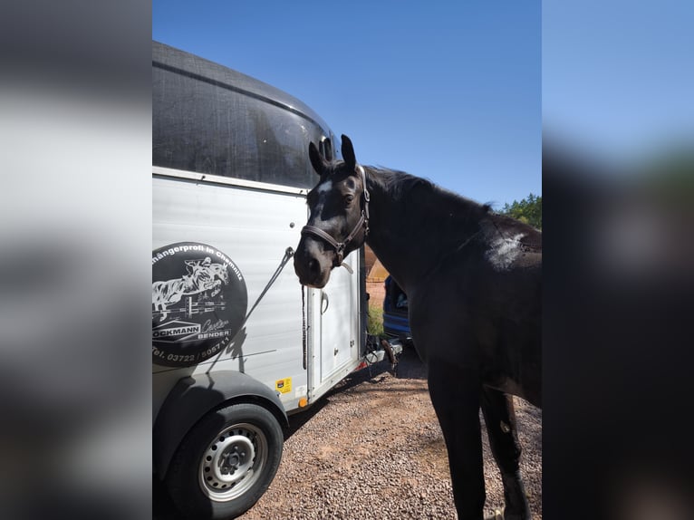 Schweres Warmblut Wałach 8 lat 163 cm Kara in Penig