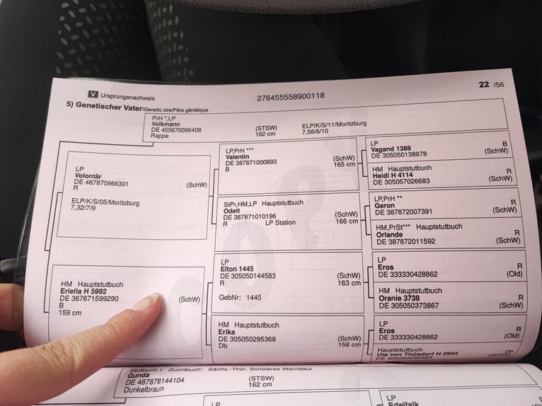 Schweres Warmblut Wałach 8 lat 163 cm Kara in Penig