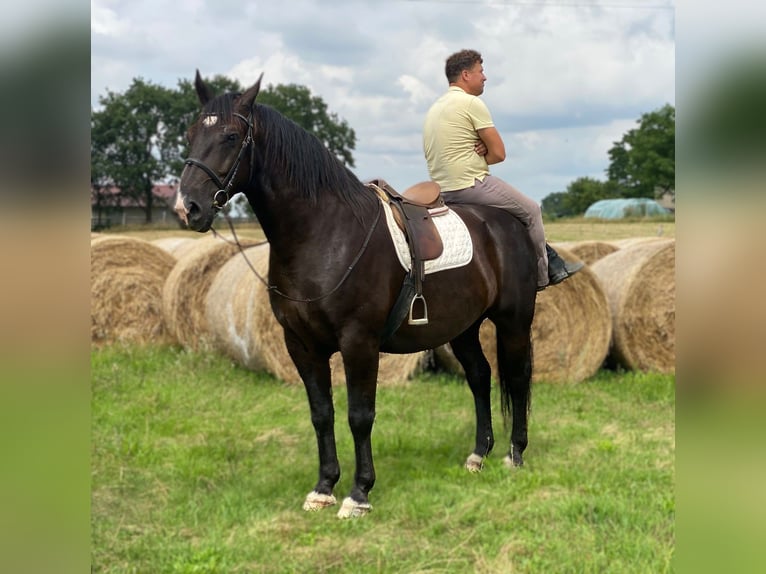 Schweres Warmblut Wałach 8 lat 167 cm Kara in G&#xF6;rlitz