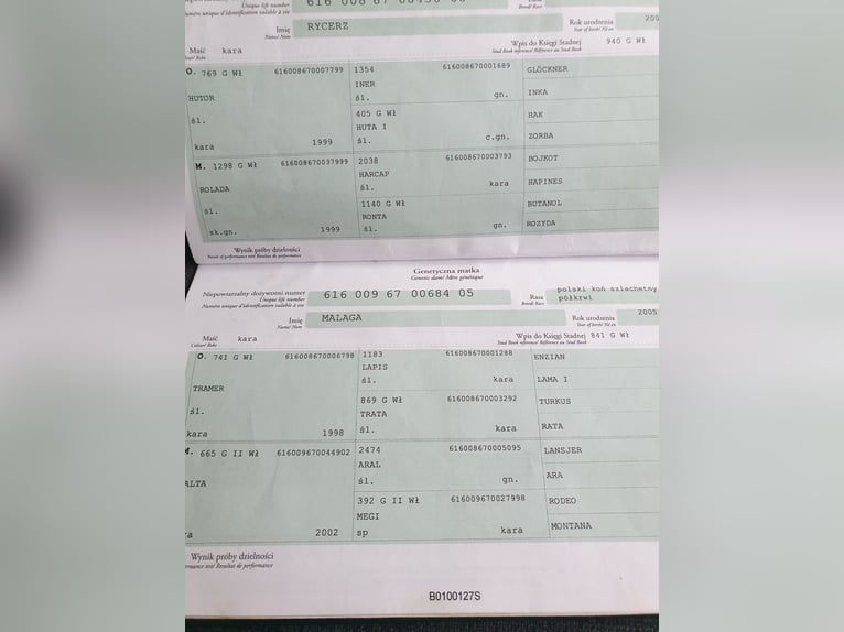 Schweres Warmblut Wałach 8 lat 168 cm Kara in Nördlingen