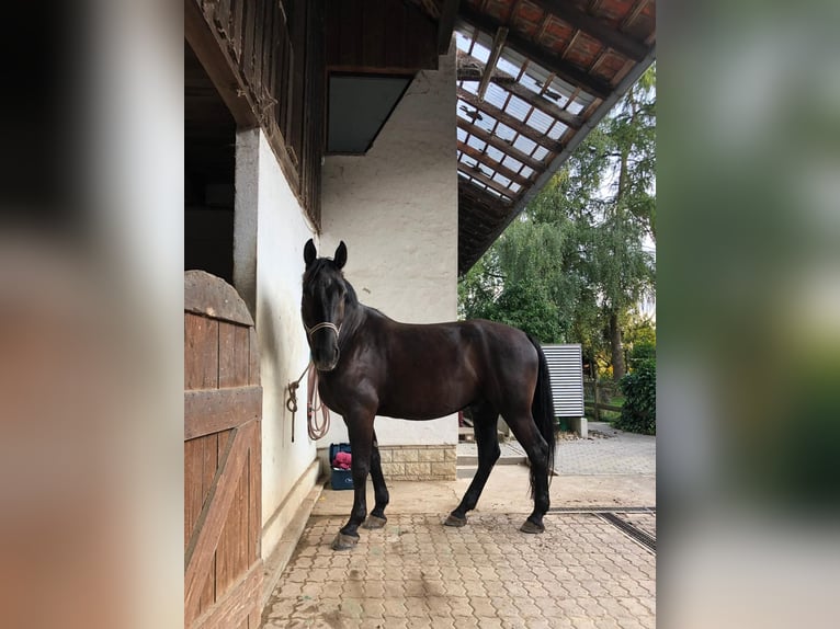 Schweres Warmblut Wałach 8 lat 172 cm Kara in Weingarten