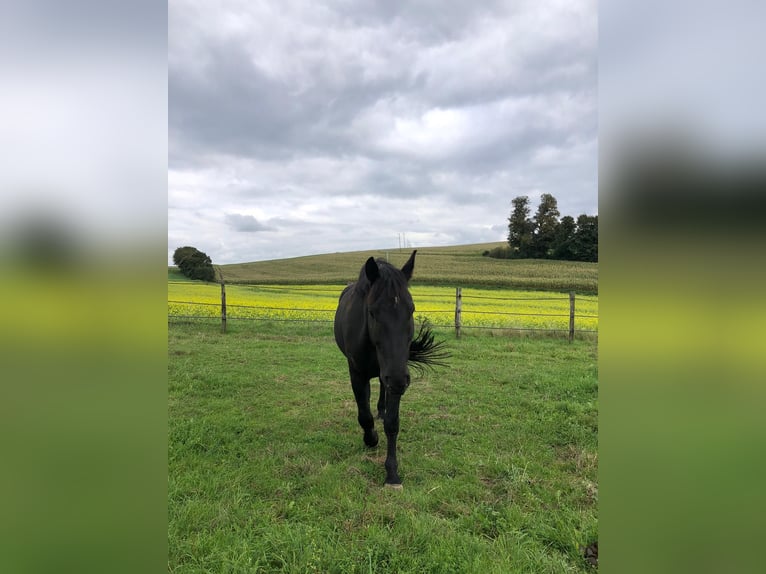 Schweres Warmblut Wałach 8 lat 172 cm Kara in Weingarten