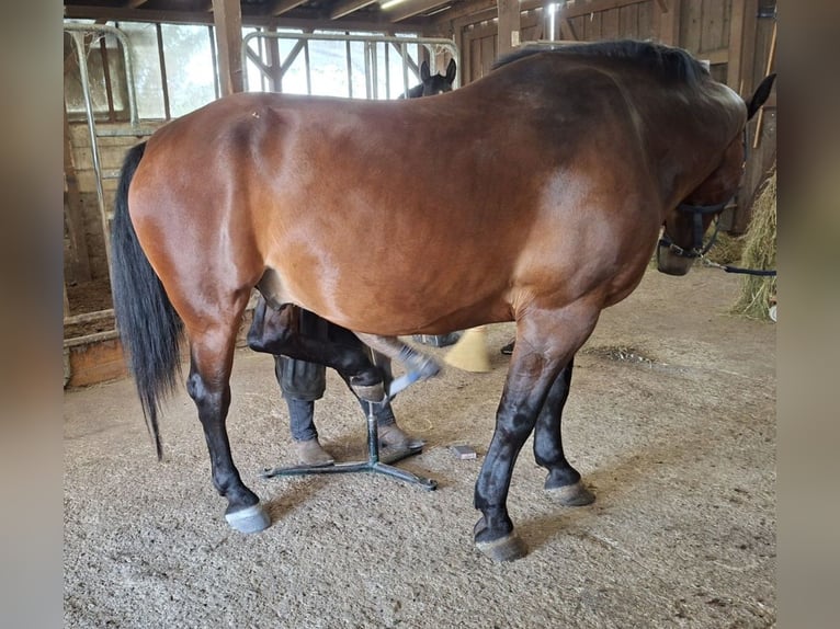 Schweres Warmblut Wałach 9 lat 165 cm Ciemnogniada in Springe