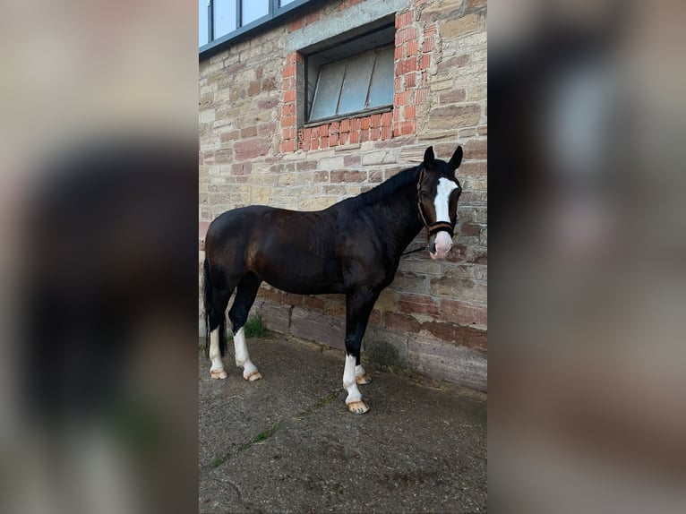 Schweres Warmblut Wałach 9 lat 165 cm Ciemnogniada in An der Schmücke