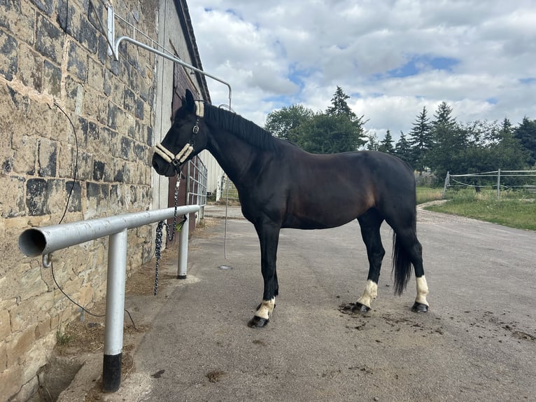 Schweres Warmblut Wałach 9 lat 171 cm Kara in Sangerhausen