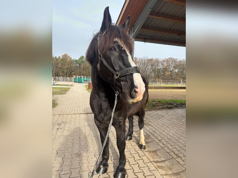 Schweres Warmblut Wałach 9 lat 171 cm Skarogniada in Burgebrach