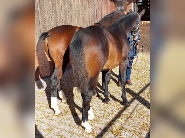 Schweres Warmblut Wałach Źrebak (03/2025) Gniada in Lo&#xDF;burg