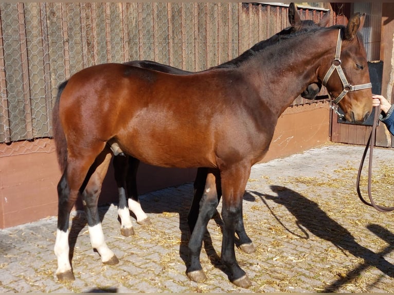 Schweres Warmblut Wałach Źrebak (03/2025) Gniada in Lo&#xDF;burg