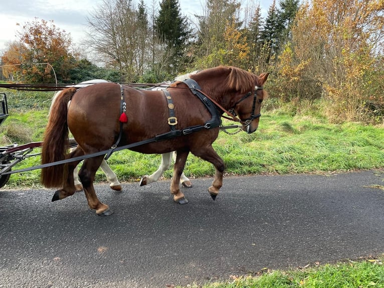 Schweres Warmblut Wałach 10 lat 160 cm Ciemnokasztanowata in Langenselbold