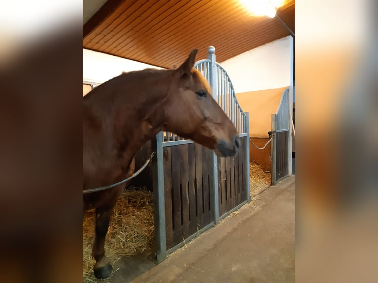 Schweres Warmblut Wałach 10 lat 160 cm Ciemnokasztanowata in Langenselbold