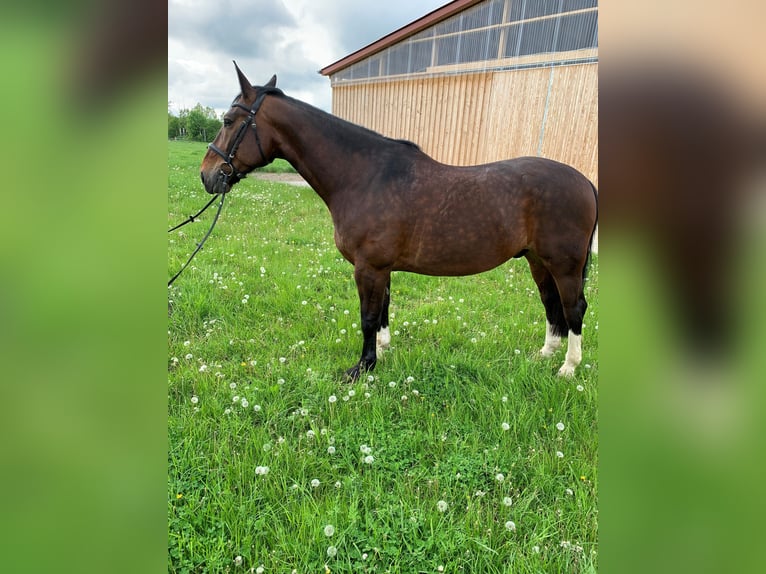 Schweres Warmblut Wałach 10 lat 167 cm Gniada in Badeborn