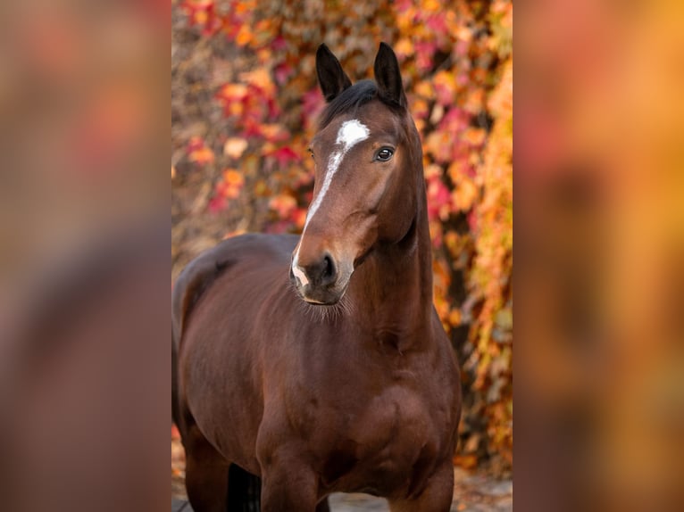 Schweres Warmblut Wałach 10 lat 167 cm Gniada in Badeborn