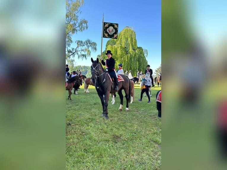 Schweres Warmblut Wałach 10 lat 167 cm Skarogniada in Ettersberg