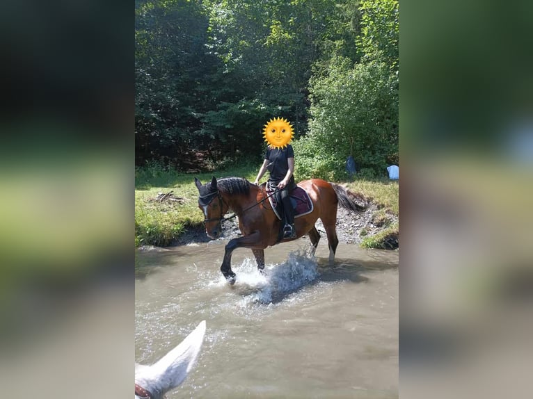 Schweres Warmblut Wałach 11 lat 160 cm Gniada in Letschin