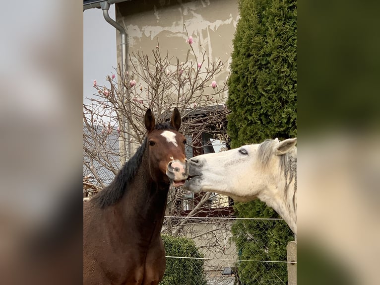 Schweres Warmblut Wałach 11 lat 160 cm Gniada in Letschin