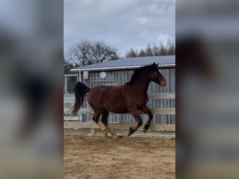 Schweres Warmblut Wałach 11 lat 160 cm Gniada in Letschin