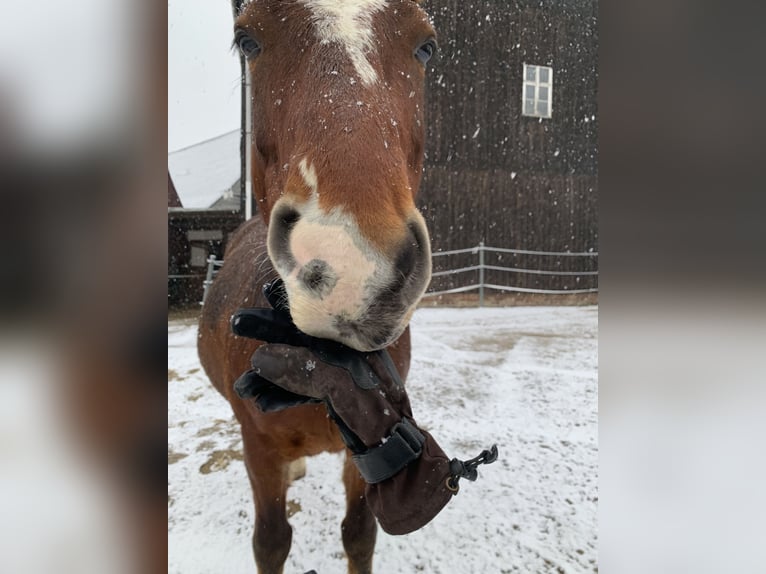 Schweres Warmblut Wałach 11 lat 160 cm Gniada in Letschin