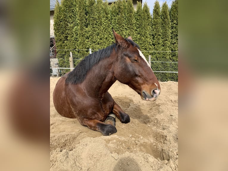 Schweres Warmblut Wałach 11 lat 160 cm Gniada in Letschin