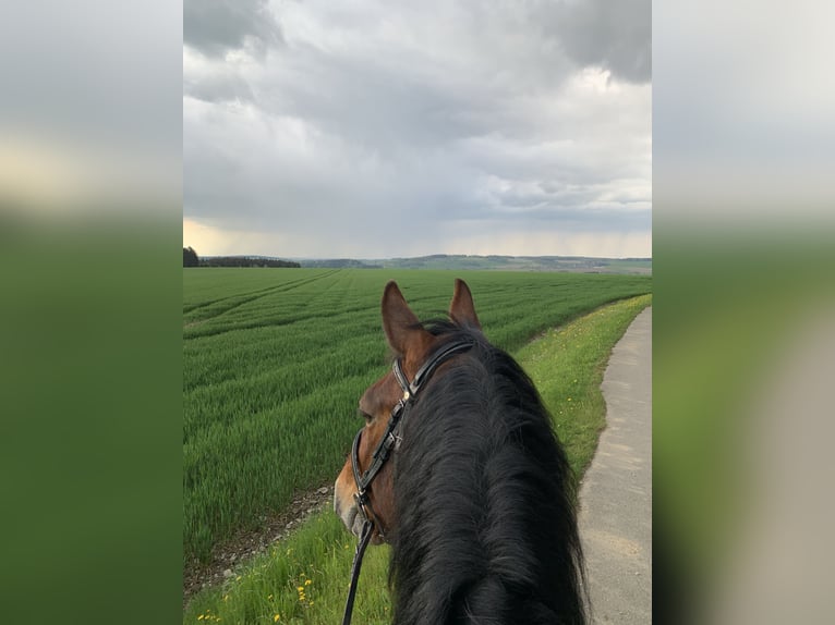 Schweres Warmblut Wałach 11 lat 160 cm Gniada in Letschin