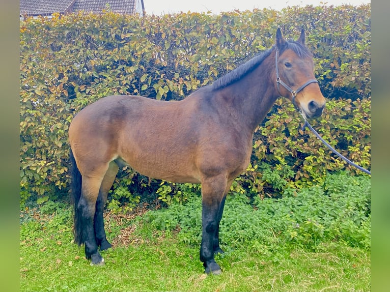 Schweres Warmblut Wałach 11 lat 168 cm Gniada in Elze Esbeck