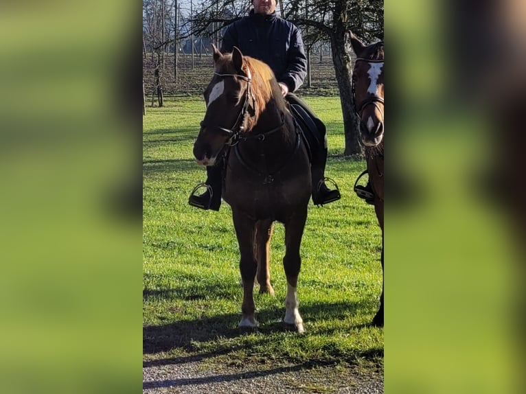 Schweres Warmblut Mix Wałach 13 lat 155 cm Ciemnokasztanowata in Tettnang