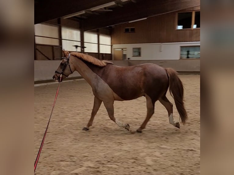 Schweres Warmblut Mix Wałach 13 lat 155 cm Ciemnokasztanowata in Tettnang