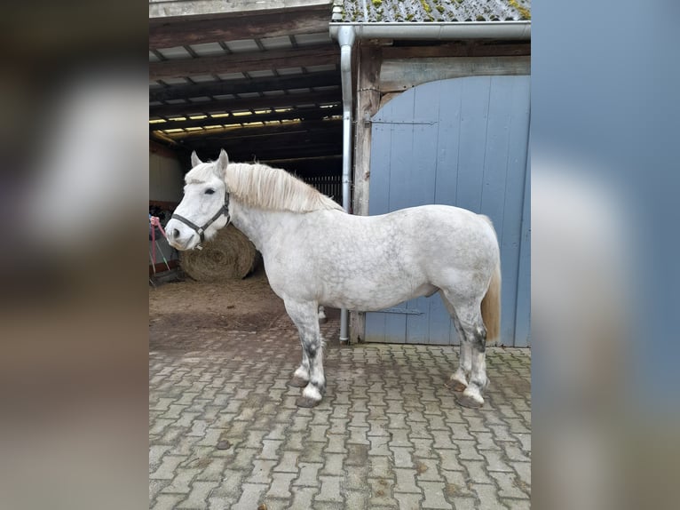 Schweres Warmblut Wałach 13 lat 158 cm Siwa in Wustrow