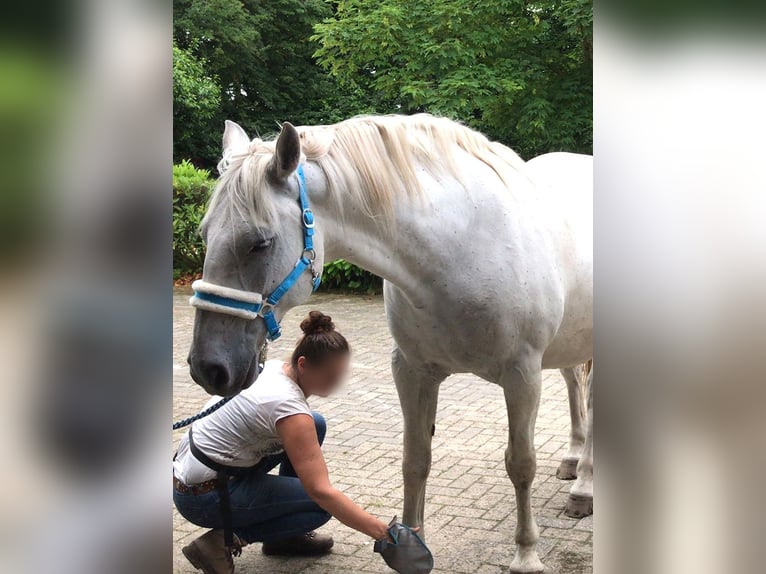 Schweres Warmblut Wałach 13 lat 166 cm Siwa in Werlte