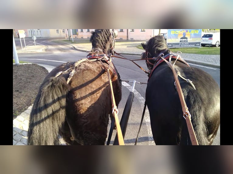 Schweres Warmblut Wałach 13 lat 174 cm Kara in Kamenz