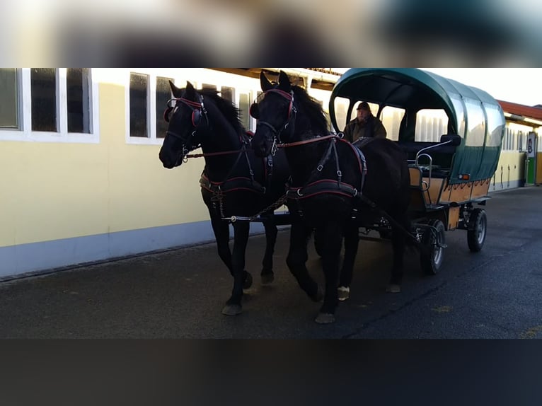 Schweres Warmblut Wałach 13 lat 174 cm Kara in Kamenz