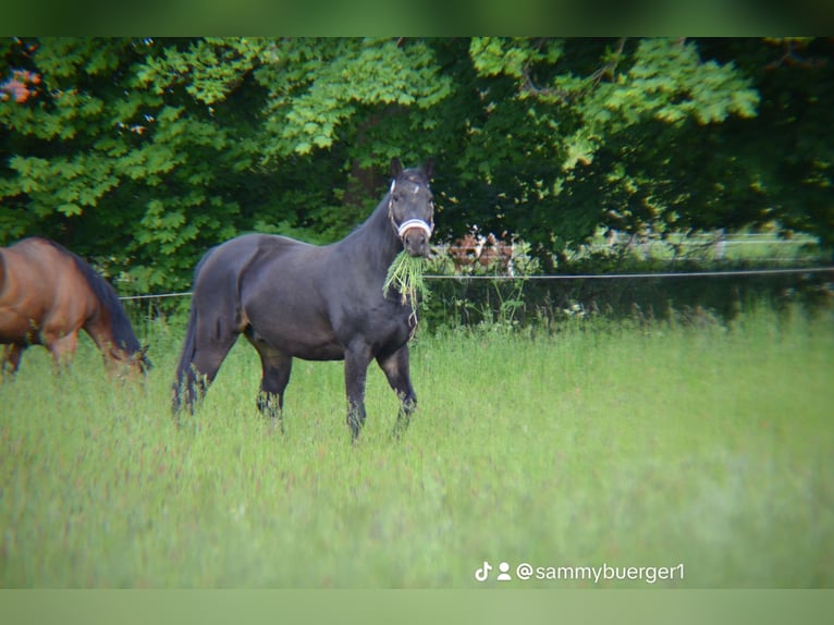 Schweres Warmblut Wałach 14 lat 172 cm Gniada in Jesewitz