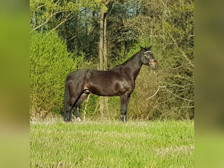 Schweres Warmblut Wałach 14 lat 172 cm Gniada in Jesewitz