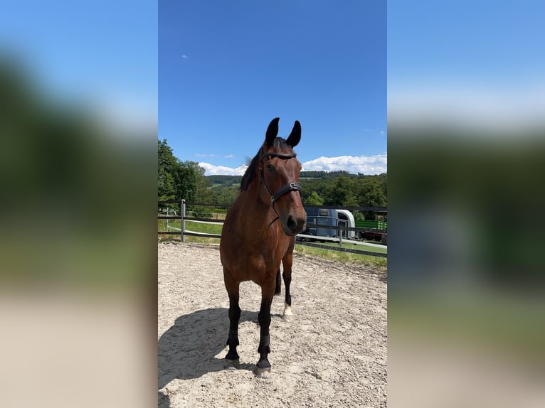 Schweres Warmblut Wałach 15 lat 175 cm Gniada in Thalheim / Erzgebirge