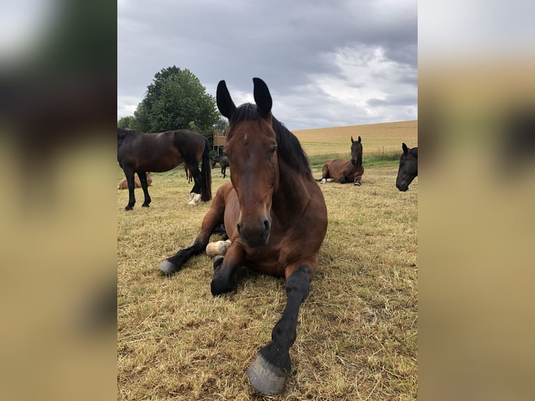 Schweres Warmblut Wałach 15 lat 175 cm Gniada in Thalheim / Erzgebirge