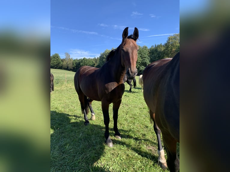 Schweres Warmblut Wałach 15 lat 175 cm Gniada in Thalheim / Erzgebirge