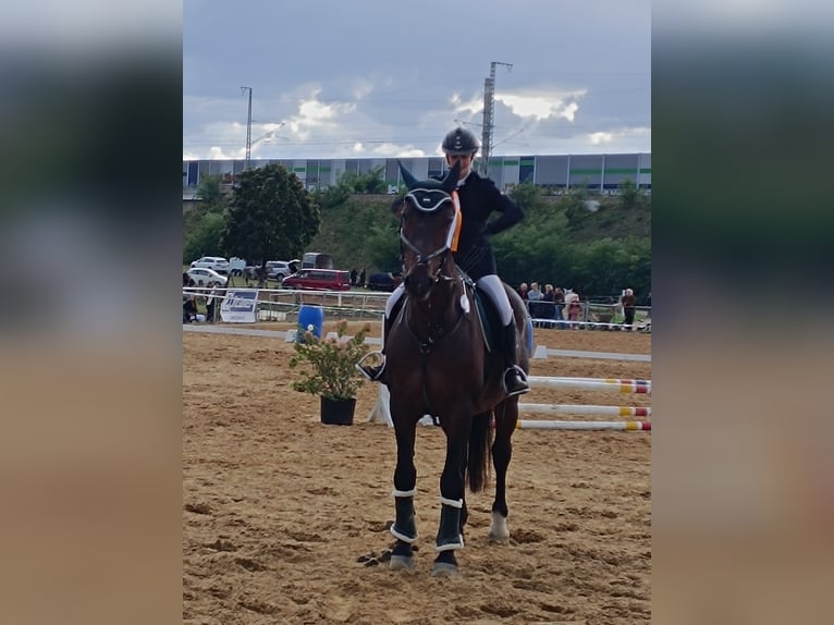 Schweres Warmblut Wałach 20 lat 169 cm Gniada in Dresden