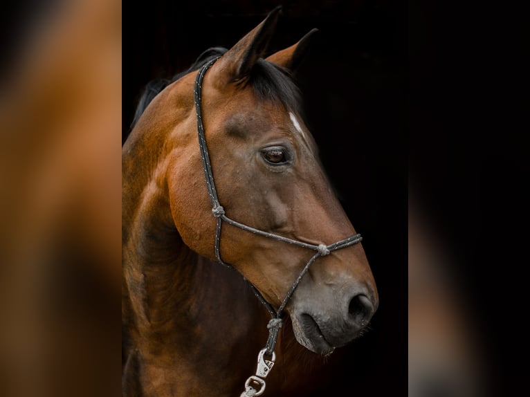 Schweres Warmblut Wałach 21 lat 161 cm Gniada in Walzbachtal