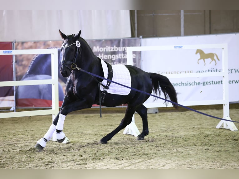 Schweres Warmblut Wałach 2 lat 164 cm Kara in Noschkowitz