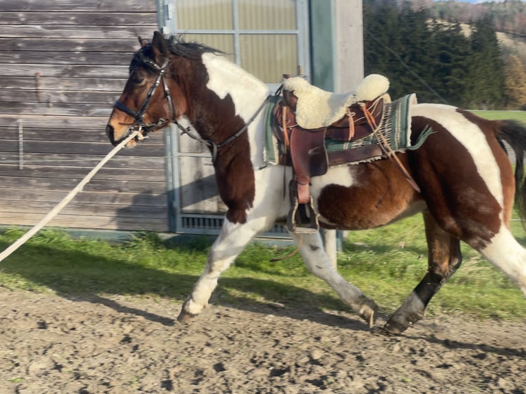 Schweres Warmblut Wałach 3 lat 155 cm Tobiano wszelkich maści in Fuchstal