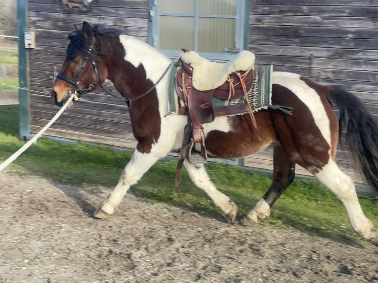 Schweres Warmblut Wałach 3 lat 155 cm Tobiano wszelkich maści in Fuchstal