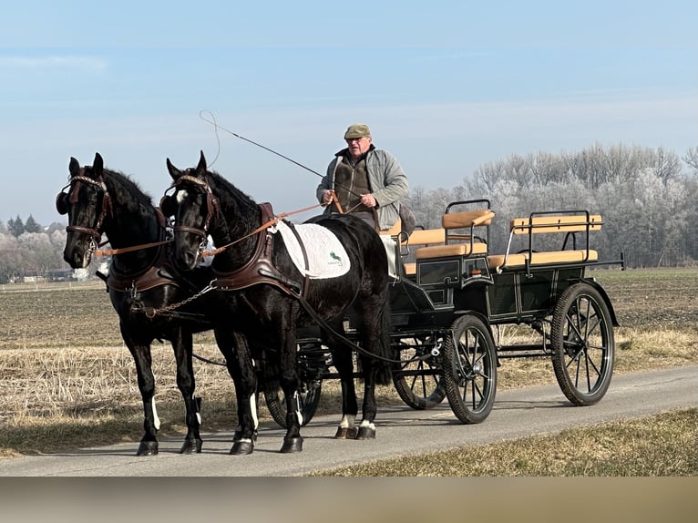 Schweres Warmblut Wałach 3 lat 163 cm Kara in Riedlingen