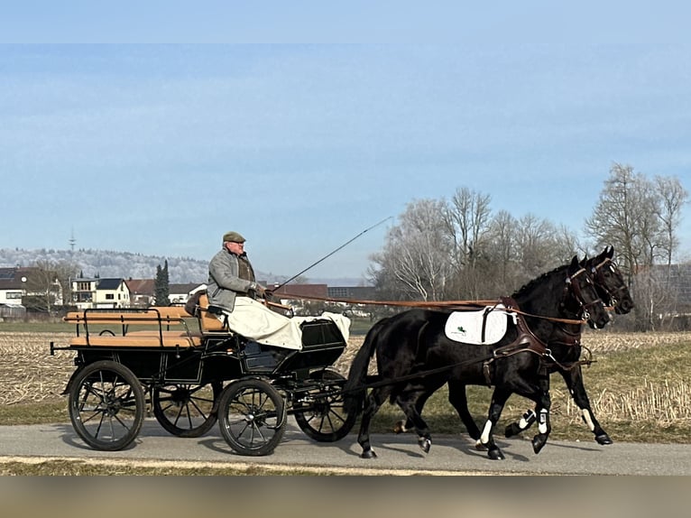 Schweres Warmblut Wałach 3 lat 163 cm Kara in Riedlingen