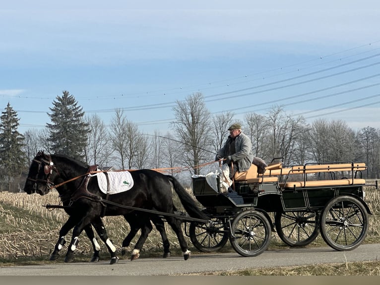 Schweres Warmblut Wałach 3 lat 163 cm Kara in Riedlingen