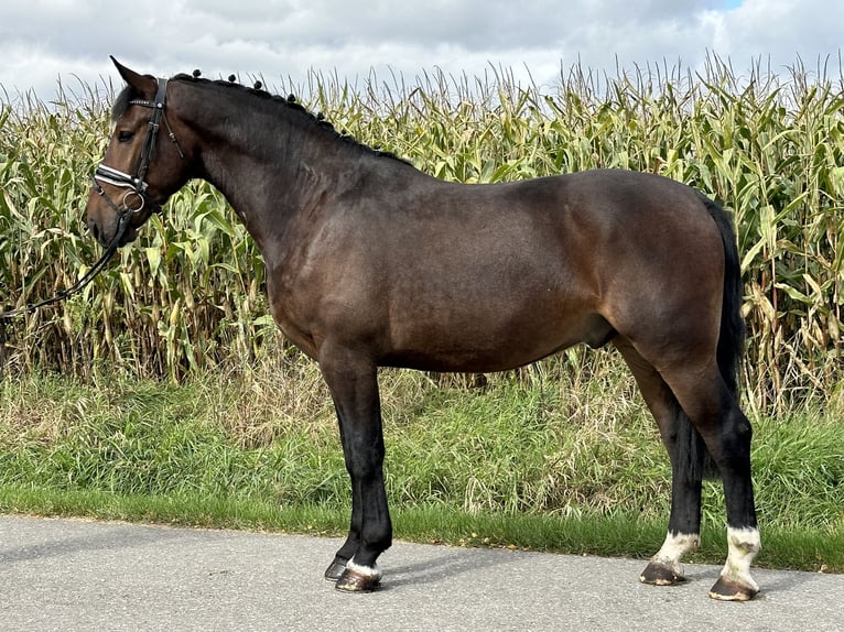 Schweres Warmblut Wałach 3 lat 164 cm Gniada in Riedlingen