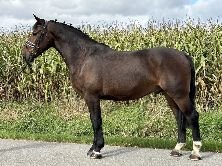 Schweres Warmblut Wałach 3 lat 164 cm Gniada in Riedlingen