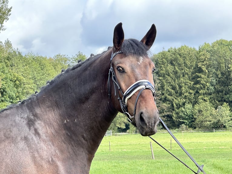 Schweres Warmblut Wałach 3 lat 164 cm Gniada in Riedlingen